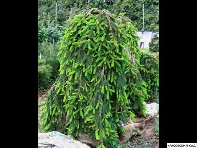 Ель Инверса - Inversa