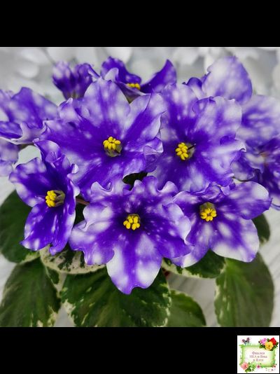 Hunter’s Andromeda (K. Muzalewski) 2023 г.