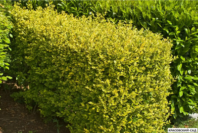 Бирючина Ауреа - Aurea