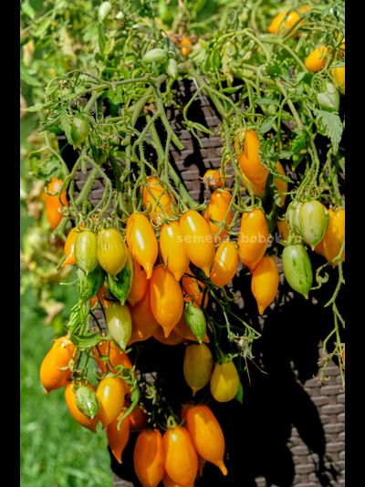 Томат Guinel Yellow (Гуинель жёлтый), 10 шт