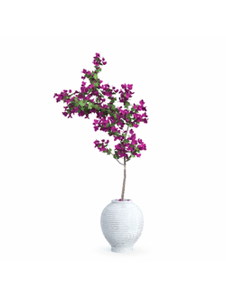 кашпо Бугенвиллея в кашпо