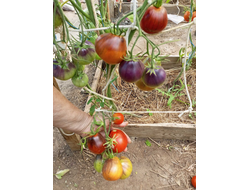 Томат Сержант Пеппер Бронза Груша (Sgt. Pepper Bronze)