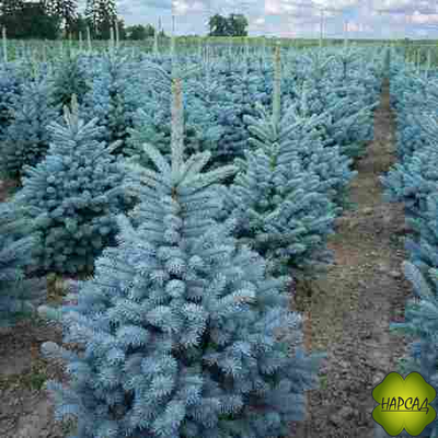 Ель колючая "СУПЕР БЛЮ" (саженец 40-50 см)