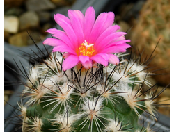 Gymnocactus viereckii L 1159 - 5 семян