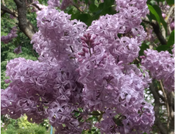 К.А Тимирязев