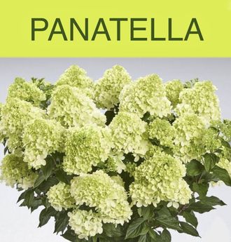Гортензия метельчатая Панателла (Panatella), 3 л. ЗКС