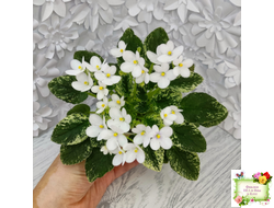 Alan’s Fallen Angel (A.Murphy) трейлер