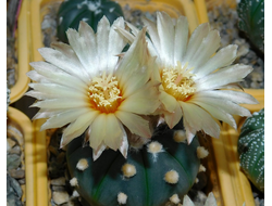 Astrophytum AS cv.OOIBO  F2 (1035) - 10 семян