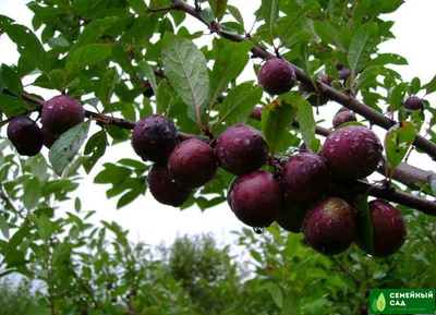 СВГ "Мейнор"