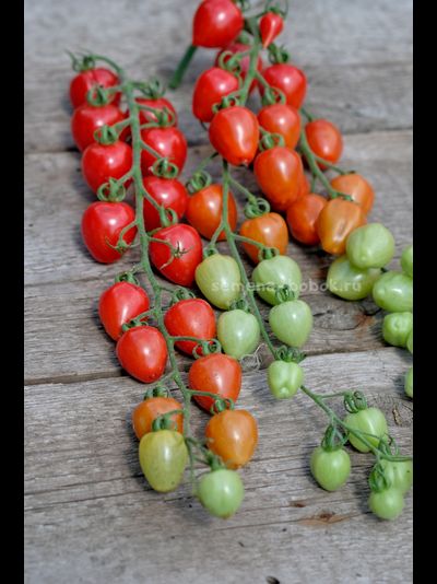 Томат Gardener's Sweetheart (Возлюбленная Садовода), 10 шт.