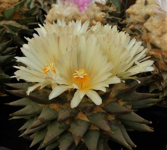 Ariocarpus trigonus - 4 семени