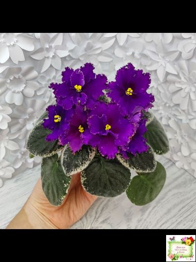 РМ-Глаз Дракона (Н. Скорнякова) 2021 г.