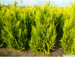 Кипарисовик Лавсона Ивон - Chamaecyparis Lawsoniana Ivonne