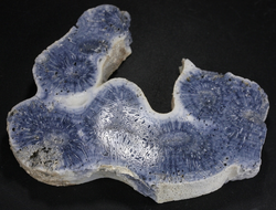 Коралл голубой Акори, Австралия (91*70*14 мм, 100 г) №37719