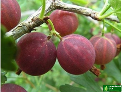 Крыжовник "Арлекин"