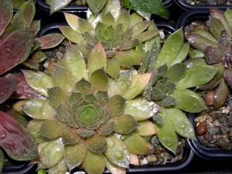 Sempervivum 'ALCHIMIST’ - розетка