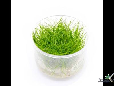 Элеохарис парвула (меристемный) АЗИЯ