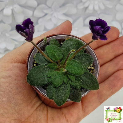 Hunter's Black Talon (K. Muzalewski)