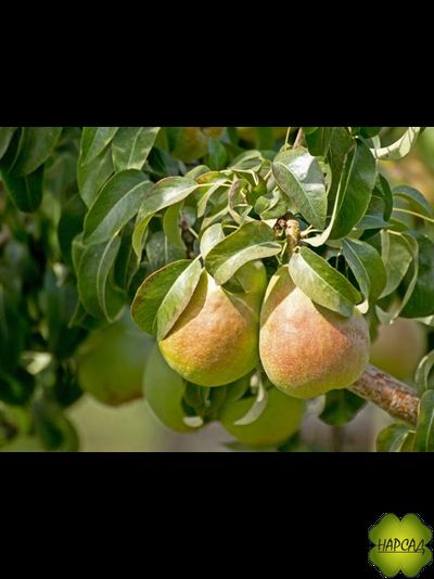 Груша &quot;Детская&quot; (ранняя, обильная, хороший иммунитет) саженец 3 года