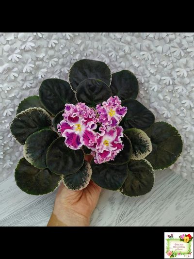 ТФ-Confetti (Т. Фурлетова) 2024 г.