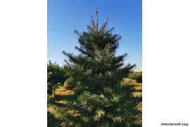 Пихта одноцветная - Фото 1 - Красовский-сад.рф