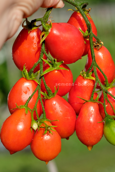 Томат Матрешка, 10 шт