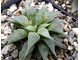 Haworthia magnifica v.acuminata GM 310 - укорененная детка