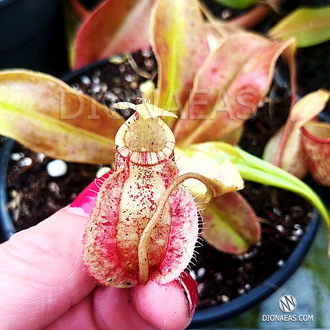 Nepenthes Hybrid Hookeriana X Coccinea - Непентес гибридный Хукериана Х Кокцинея