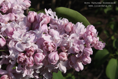 Сирень обыкновенная Иван Мичурин