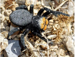 Черный эрезус (Eresus kollari, или Eresus niger)