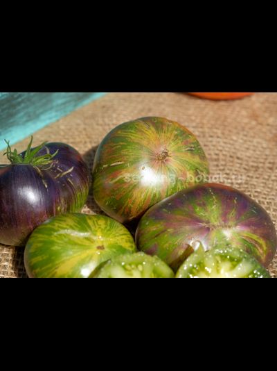 Томат Dwarf Rebella (Гном Ребелла), 10 шт