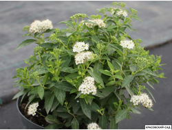 Спирея Альбифлора - Albiflora