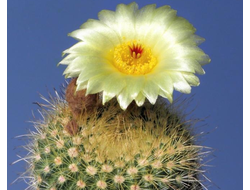 Notocactus agnetae DV8 (Болгария) - 5 семян