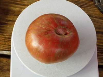 Томат гном Серый металлический пистолет (Gun Metal Grey)