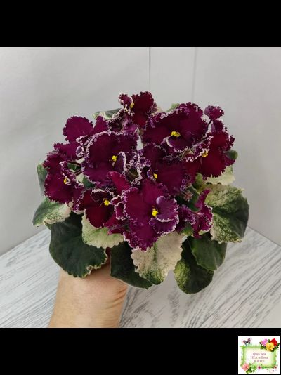 ЛЕ-Шелковые Кружева (Е. Лебецкая) 2017 г. (лист посажен 28.01.26)