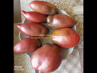 Томат Фиолетовая гордость Весселя (Wessel's Purple Pride)