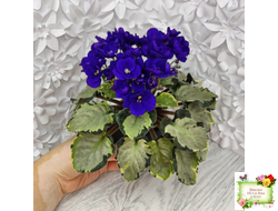 Harmony's Little Stinker-2 (Harmony) листовая химера