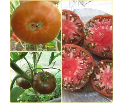 Томат Циндао