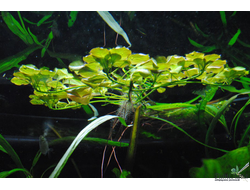 Людвигия седоидес