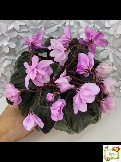 Pink Tulip Gold (японская селекция)