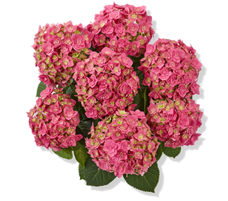 Дабл Пинк (Double pink) , Контейнер С-2