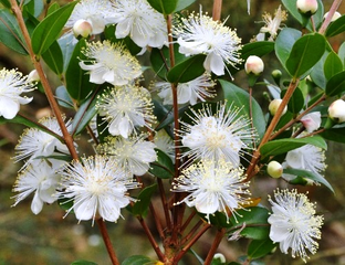 Мирт (Myrtus communis), листья (5 мл) - 100% натуральное эфирное масло