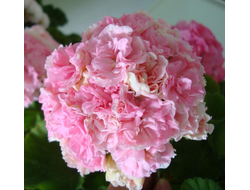 П187 Пеларгония ЮВ Даная укорененный черенок