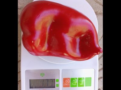 Перец сладкий Любова Ладонь (Ljubov Dlan)