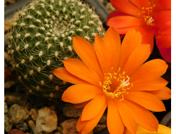 Rebutia krainziana v.orange - 5 семян