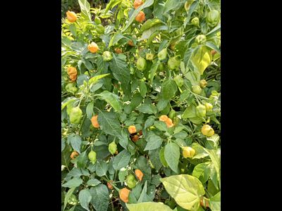 Перец острый Aji Mango