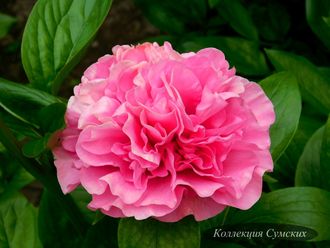 Пион Carnation Bouquet (Карнейшен Букет)