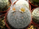 Mammillaria candida