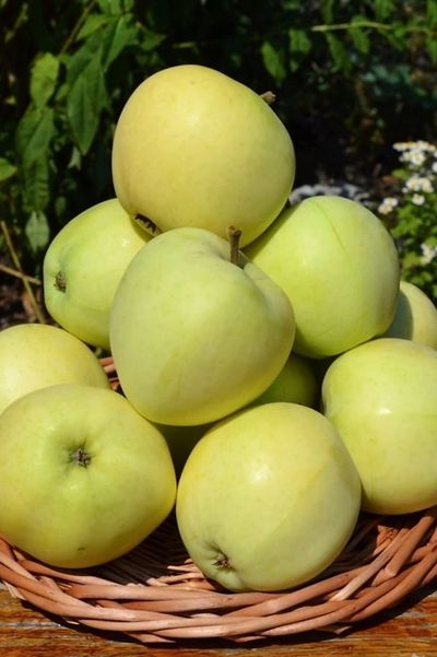 Яблоня Папировка (ранн.)