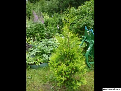 Туя Салланд - Salland